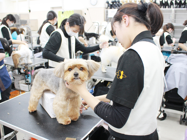 お客様犬のトリミング実習♪